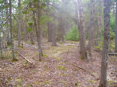 446490 square feet Land in Forest Glade, Nova Scotia