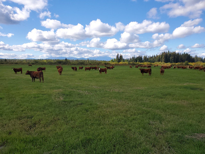 For Sale - 150 head Cattle Ranch in western British Columbia