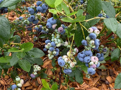BLUEBERRIES!! 11.5 Acre for sale in New Brunswick