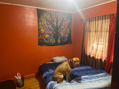Room open in workout yoga training home pet friendly